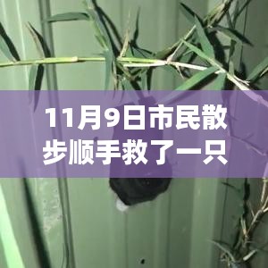 散步奇遇，救助‘鳥界二哈’的自我成長啟示