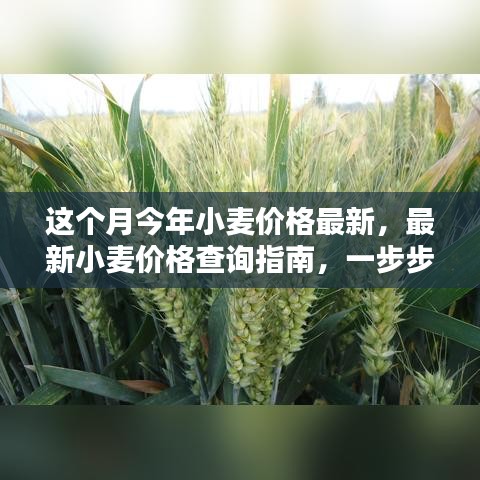 最新小麥價(jià)格查詢指南，教你如何獲取本月今年小麥價(jià)格信息