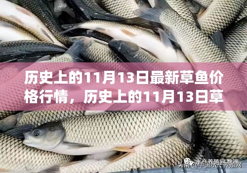 歷史上的草魚行情，揭秘11月13日的草魚價格與市場走勢分析