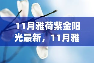 11月雅荷紫金陽光下的勵志蛻變，自信、成就與正能量并行不悖的旅程