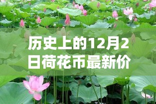 小紅書帶你穿越金融時(shí)光，歷史上的荷花幣最新價(jià)格表（12月2日版）