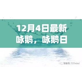 12月4日鵝群趣事與友情盛宴，日常詠鵝新篇章