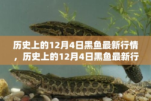 歷史上的12月4日黑魚行情深度解析，特性、體驗(yàn)、競(jìng)品對(duì)比與用戶群體分析