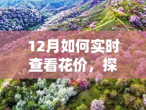 探秘小巷深處的花之秘境，揭秘十二月實時鮮花價格查看指南