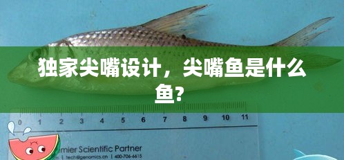 獨(dú)家尖嘴設(shè)計(jì)，尖嘴魚(yú)是什么魚(yú)? 