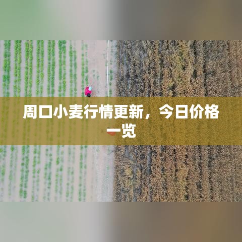 周口小麥行情更新，今日價(jià)格一覽