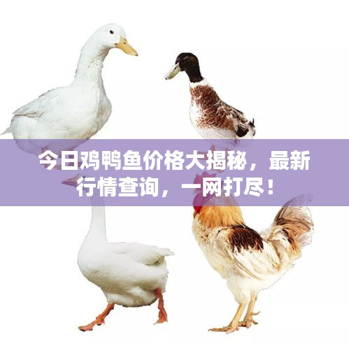 今日雞鴨魚價格大揭秘，最新行情查詢，一網(wǎng)打盡！