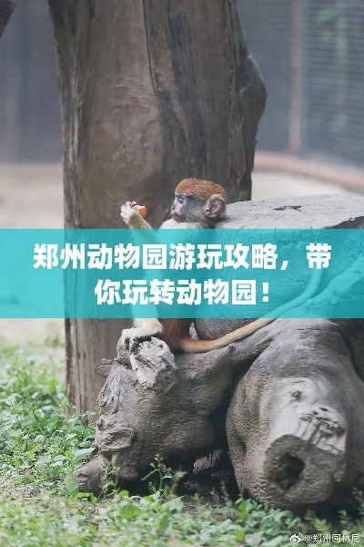 鄭州動(dòng)物園游玩攻略，帶你玩轉(zhuǎn)動(dòng)物園！