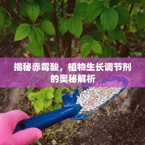 揭秘赤霉酸，植物生長(zhǎng)調(diào)節(jié)劑的奧秘解析