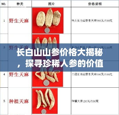 長白山山參價(jià)格大揭秘，探尋珍稀人參的價(jià)值表