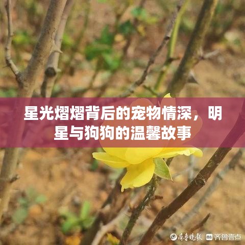 星光熠熠背后的寵物情深，明星與狗狗的溫馨故事