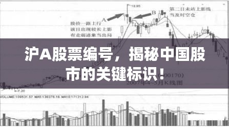滬A股票編號，揭秘中國股市的關鍵標識！