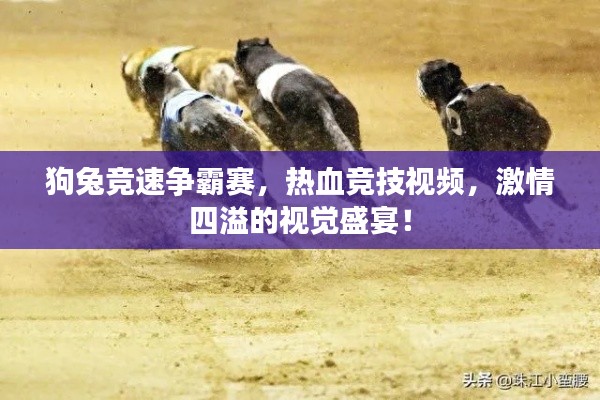 狗兔競速爭霸賽，熱血競技視頻，激情四溢的視覺盛宴！