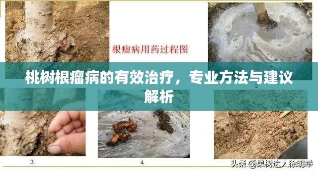 桃樹(shù)根瘤病的有效治療，專(zhuān)業(yè)方法與建議解析