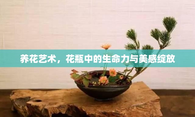 養(yǎng)花藝術(shù)，花瓶中的生命力與美感綻放