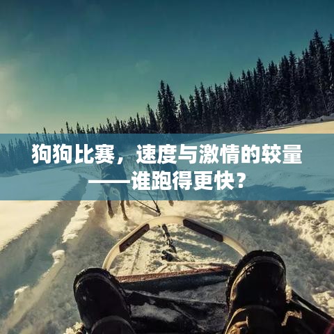 狗狗比賽，速度與激情的較量——誰(shuí)跑得更快？