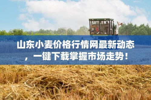 山東小麥價格行情網(wǎng)最新動態(tài)，一鍵下載掌握市場走勢！