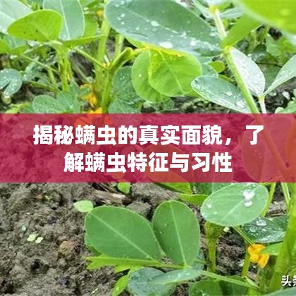 揭秘螨蟲的真實(shí)面貌，了解螨蟲特征與習(xí)性