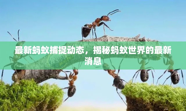 最新螞蟻捕捉動(dòng)態(tài)，揭秘螞蟻世界的最新消息
