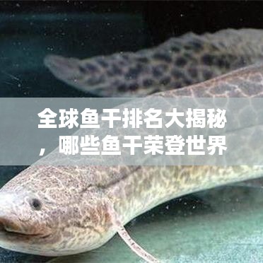 全球魚干排名大揭秘，哪些魚干榮登世界之最榜單？