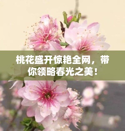 桃花盛開驚艷全網(wǎng)，帶你領(lǐng)略春光之美！