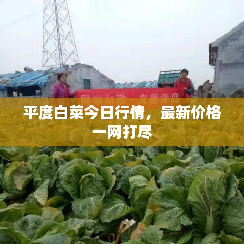 平度白菜今日行情，最新價(jià)格一網(wǎng)打盡