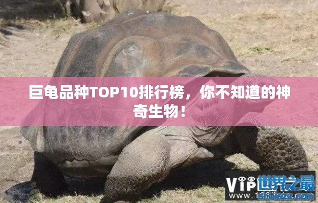 巨龜品種TOP10排行榜，你不知道的神奇生物！