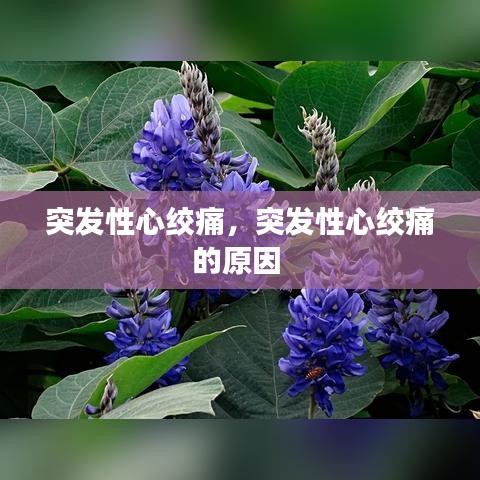 突發(fā)性心絞痛，突發(fā)性心絞痛的原因 