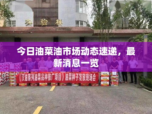 今日油菜油市場(chǎng)動(dòng)態(tài)速遞，最新消息一覽