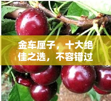 金車?yán)遄?，十大絕佳之選，不容錯過！