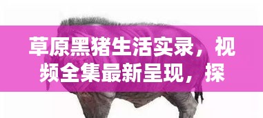 草原黑豬生活實錄，視頻全集最新呈現(xiàn)，探索黑豬草原生活的獨特魅力