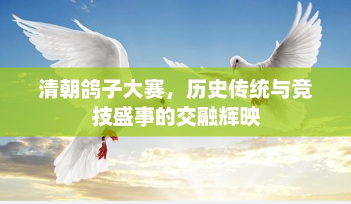 清朝鴿子大賽，歷史傳統(tǒng)與競技盛事的交融輝映